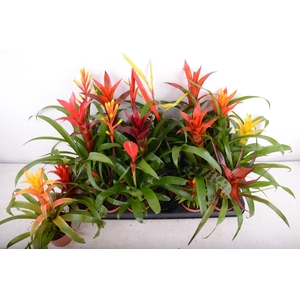 BROMELIA GEM 15 SRT