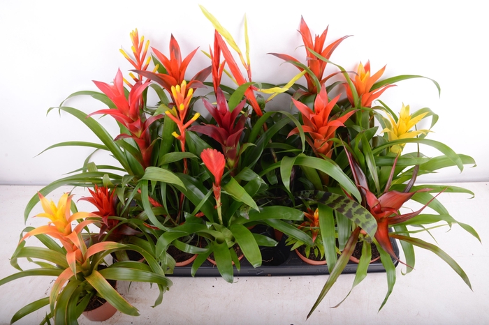 <h4>BROMELIA GEM 15 SRT</h4>