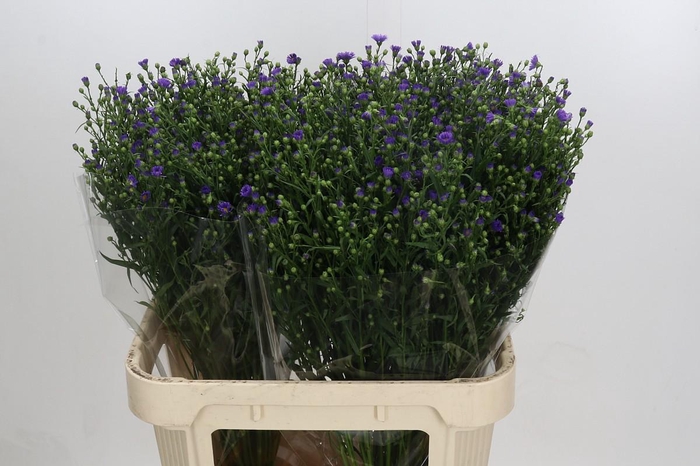 <h4>Aster Casamare</h4>