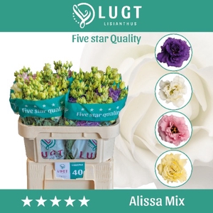 Lisianthus Mix Alissa Lang