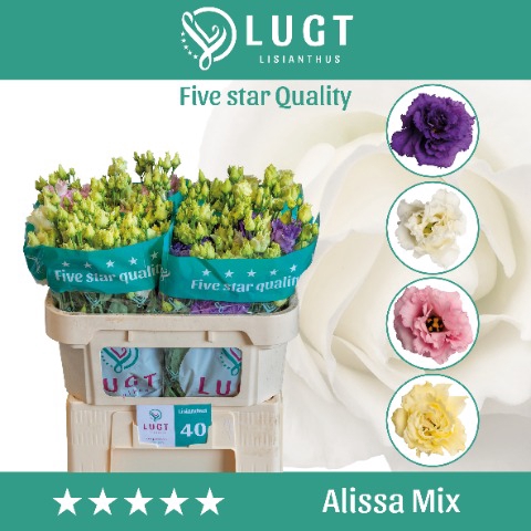 <h4>Lisianthus Mix Alissa Lang</h4>