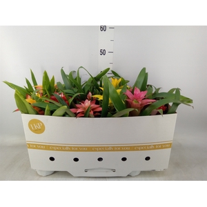 Guzmania   ...mix