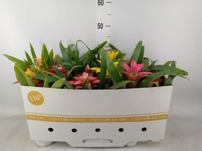 <h4>Guzmania   ...mix</h4>