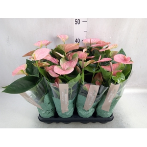 Anthurium andr. 'Sweet Dream'