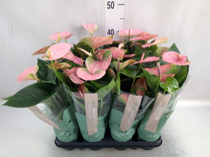 Anthurium andr. 'Sweet Dream'