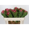 Protea Brenda