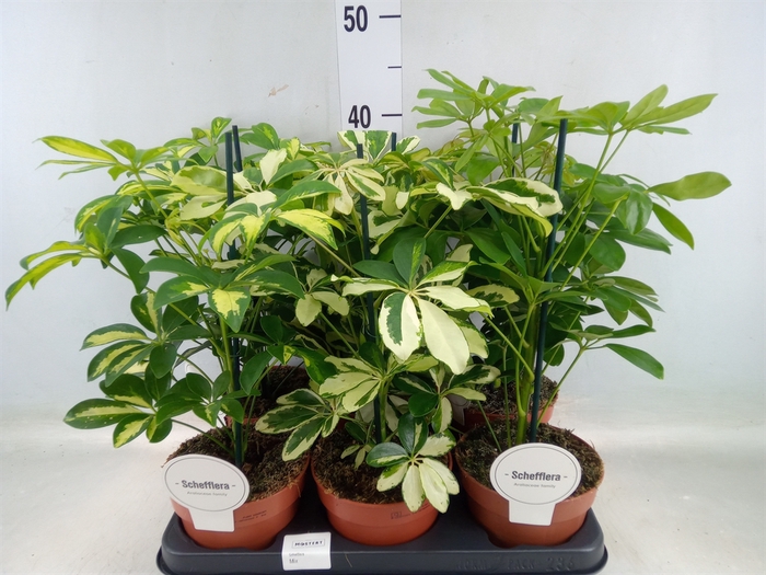 <h4>Schefflera arbor.   ...</h4>