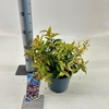 Leucothoe Makijaz