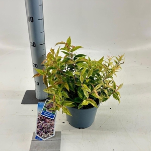Leucothoe Makijaz