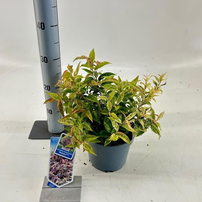 <h4>Leucothoe Makijaz</h4>