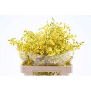 Oncidium Elena M