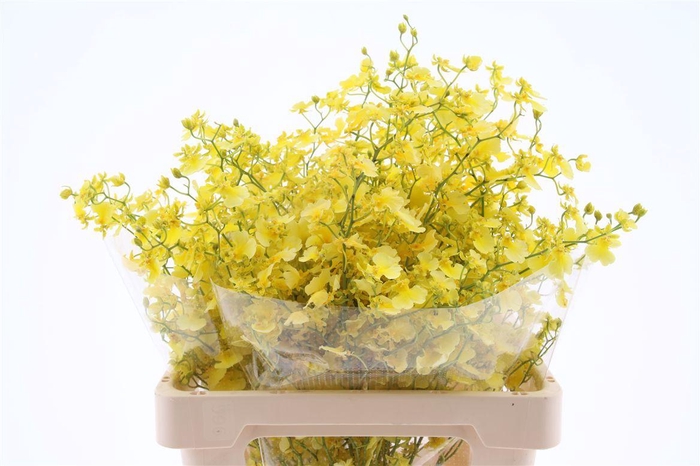 <h4>Oncidium Elena M</h4>