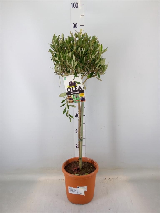 <h4>Olea europaea</h4>