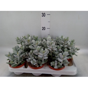 Cotyledon  'Coral'