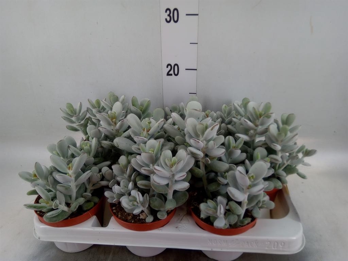 <h4>Cotyledon  'Coral'</h4>