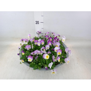 Viola corn. 'Evo Mini Pink Wing'