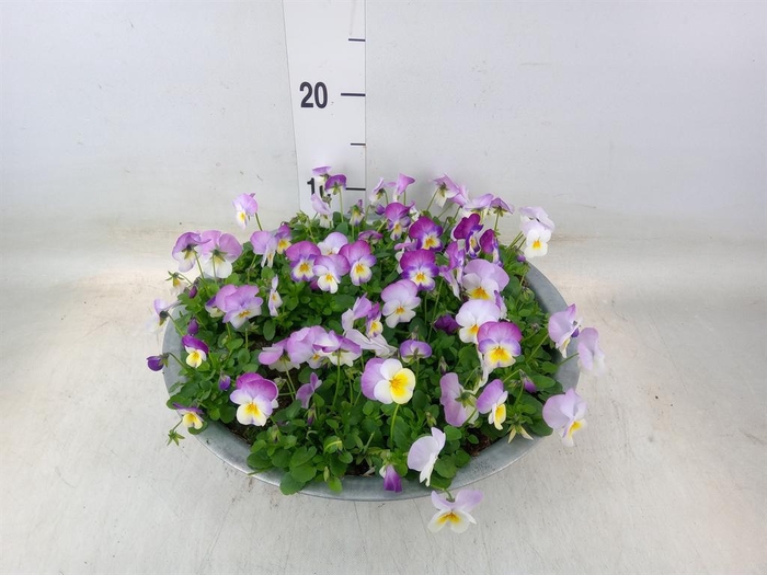 <h4>Viola corn. 'Evo Mini Pink Wing'</h4>