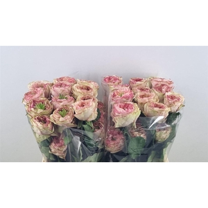 R Gr Charming Corneille