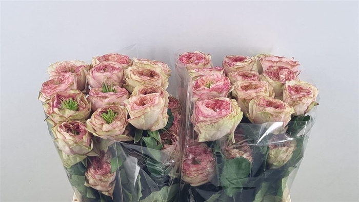 <h4>R Gr Charming Corneille</h4>