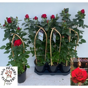 ROSA FL VR ADVENTURE