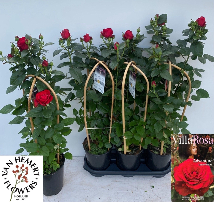 <h4>ROSA FL VR ADVENTURE</h4>