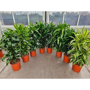 Dracaena fragrans Mixkar 27