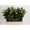 Paeonia Vanguard
