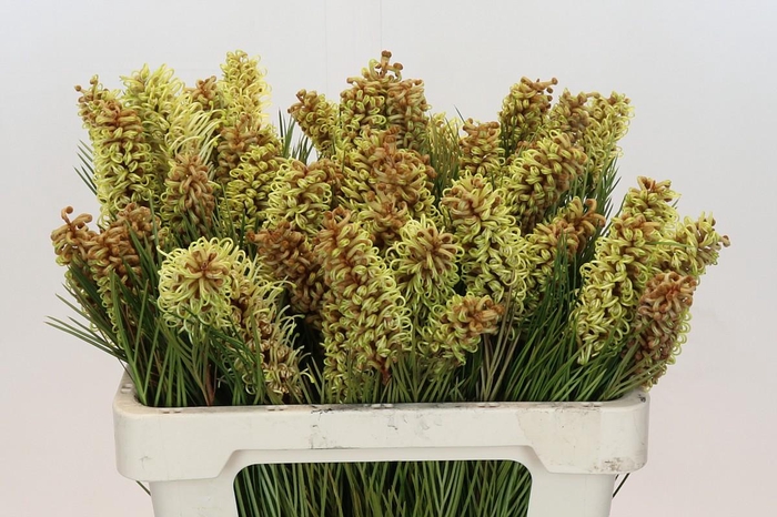 <h4>Grevillea Spiderman</h4>