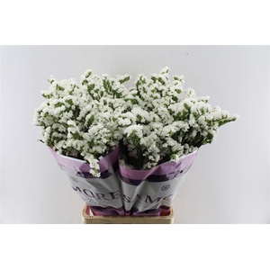 Lim S Silv Sun Birds