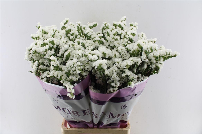 <h4>Lim S Silv Sun Birds</h4>