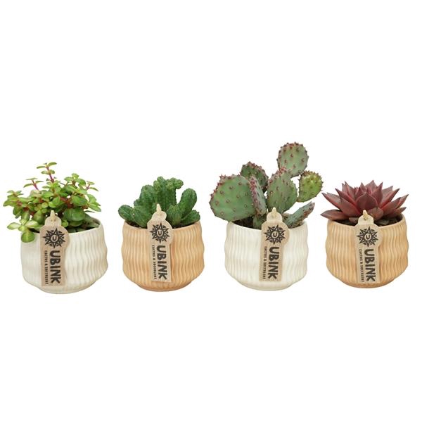 <h4>Cactus + succulente mélangé</h4>