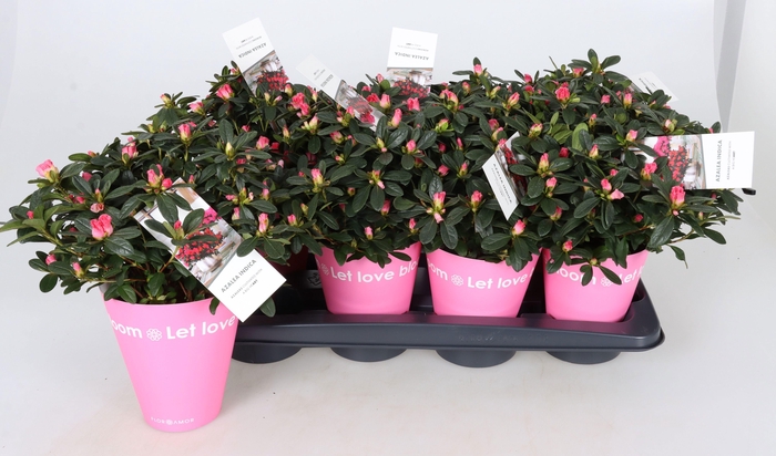 <h4>RHODO SI GEM</h4>