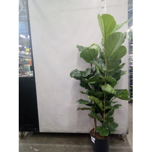 Ficus lyrata