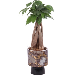 Pachira Braided Ø09cm in Ø10cm Ceramic PL672