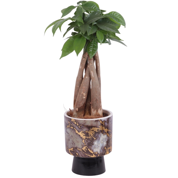 <h4>Pachira Braided Ø09cm in Ø10cm Ceramic PL672</h4>