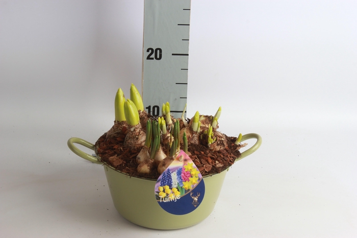 <h4>ARR TUINPLANTEN</h4>