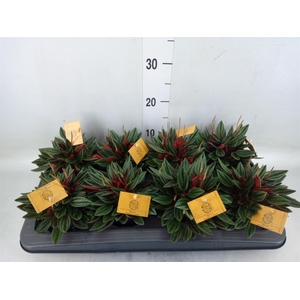 Peperomia caperata 'Rosso'