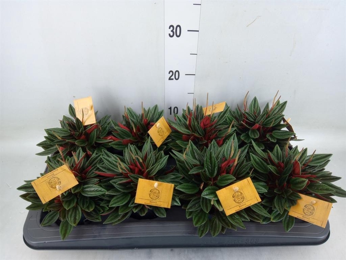 <h4>Peperomia caperata 'Rosso'</h4>