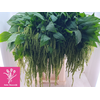 Amaranthus Green Cord Reeuwijk