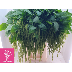 Amaranthus Green Cord Reeuwijk