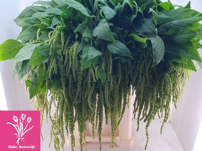 Amaranthus Green Cord Reeuwijk