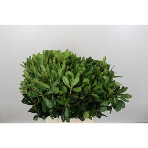 Pittosporum Nurit (Isr)