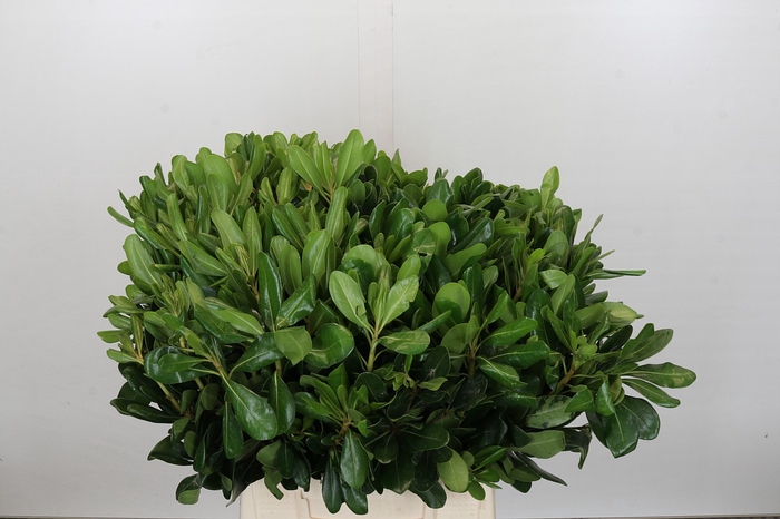 <h4>Pittosporum Nurit (Isr)</h4>