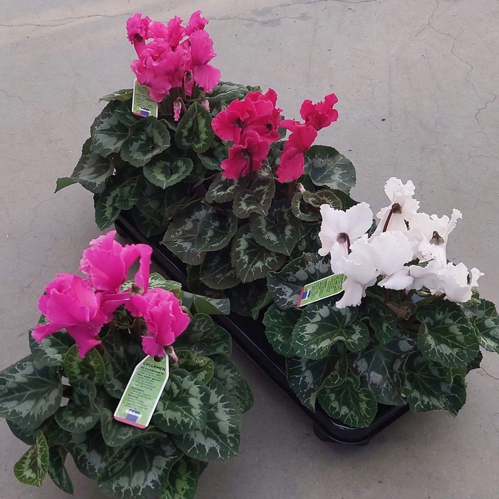 <h4>CYCL GR HAL CURLY</h4>