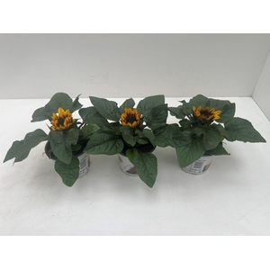 Helianthus Annuus Tiger Eye