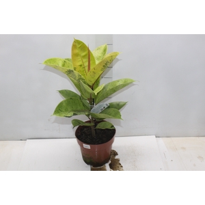 FICUS ELASTICA SHIVEREANA MOONSHINE P17