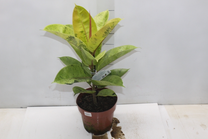<h4>FICUS ELASTICA SHIVEREANA MOONSHINE P17</h4>