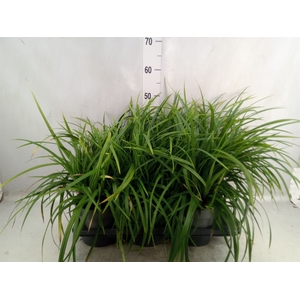 Carex brunnea