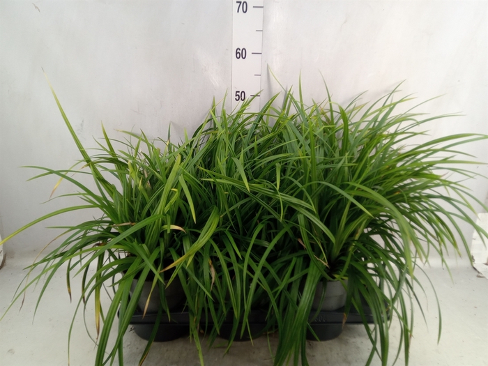 <h4>Carex brunnea</h4>