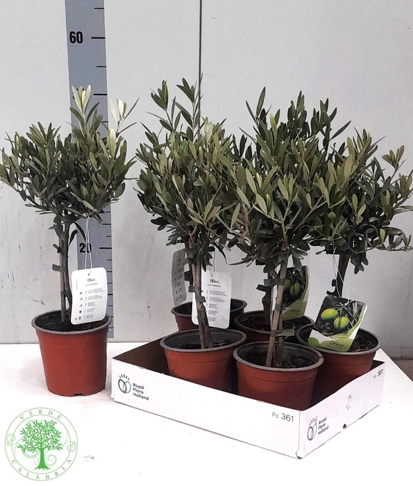 <h4>OLEA EUROPAEA</h4>